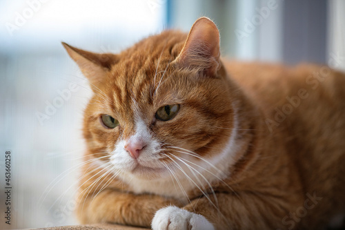 Portrait of a beautiful elderly domestic red cat on a wooden windowsill.