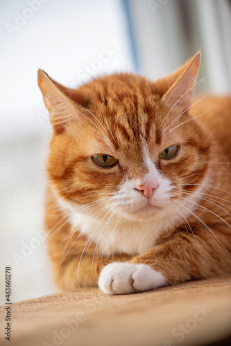 Wallpaper Mural Portrait of a beautiful elderly domestic red cat on a wooden windowsill. Torontodigital.ca