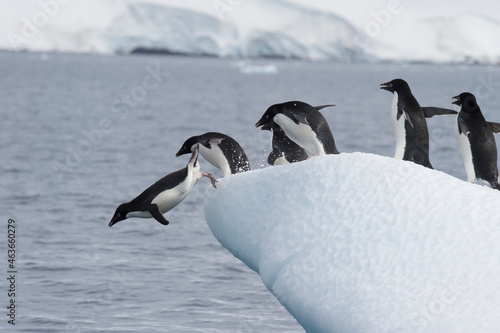 Adelie Penguins fight on ice in Antarctica