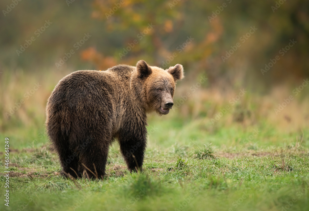 Wild brown bear ( Ursus arctos ) in autumn forest - obrazy, fototapety, plakaty 