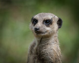 A cute meerkat closeup that is posing in front of the camera, copy space