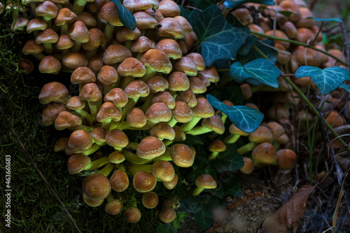 Group of small mushrooms on dry trunk of chestnut tree close-up
