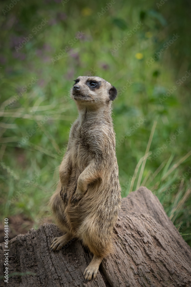 A cute meerkat closeup that is posing in front of the camera, copy space A cute meerkat closeup that is posing in front of the camera, copy space