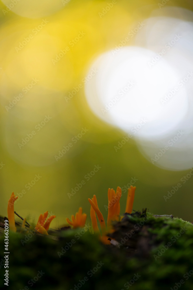 mushroom Calocera viscosa in close view