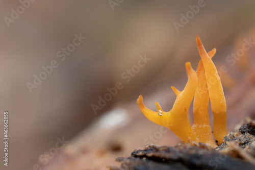 mushroom Calocera viscosa in close view photo