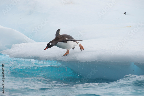 Gentoo Penguins jumping to the water from ice