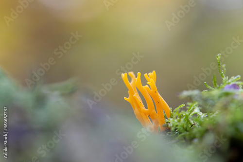 mushroom Calocera viscosa in close view photo