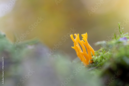 mushroom Calocera viscosa in close view photo