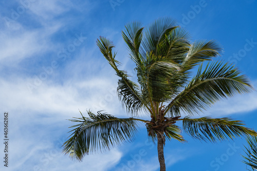 Coconut leaf with blue sky and white clouds