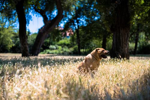 sharpei dog in the grass