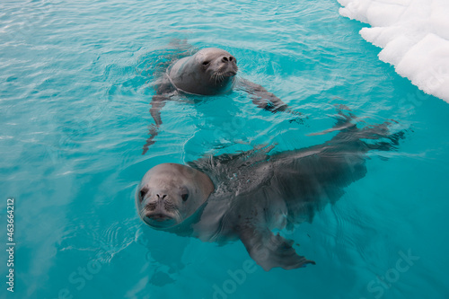 Crabeater seal swiming in the water , Antarctica photo