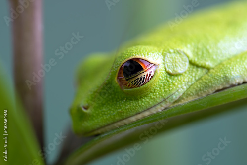 Close up photo of a red-eyed tree frog's eyes