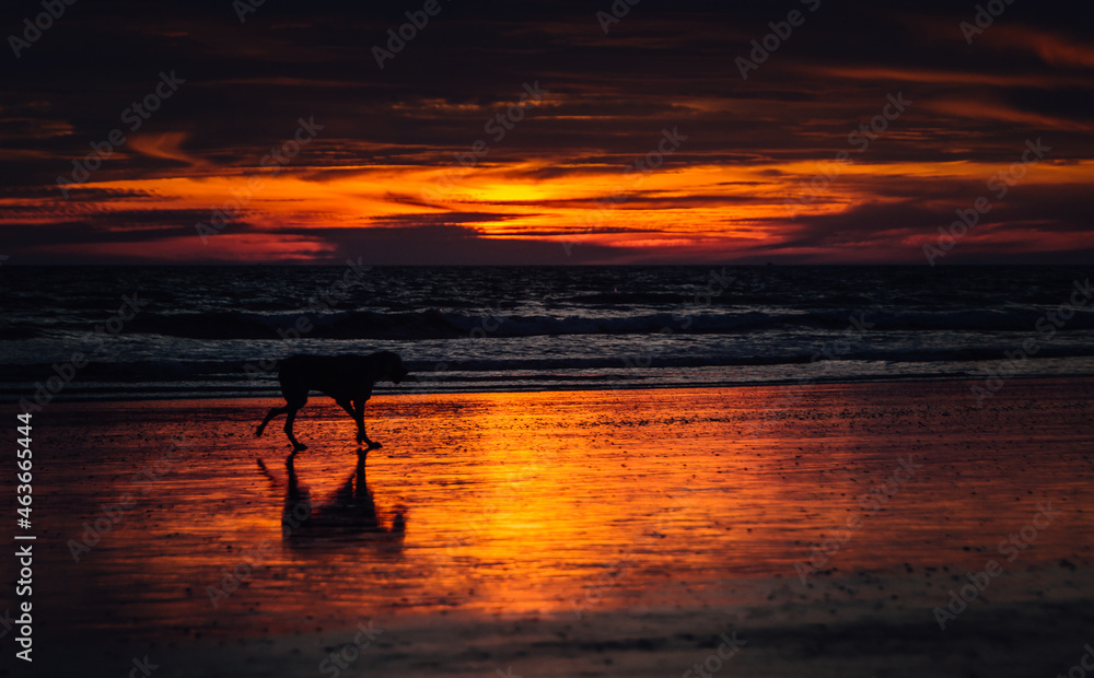 dog walking on the beach reflected in the shore with intense sunset of orange and purple colors with soft clouds