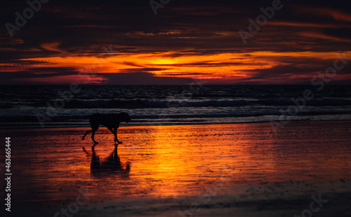 Fototapeta Naklejka Na Ścianę i Meble -  dog walking on the beach reflected in the shore with intense sunset of orange and purple colors with soft clouds