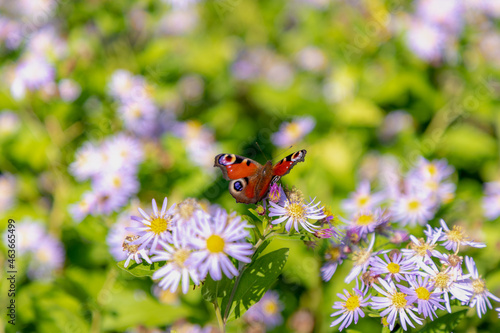 Selective focus of small European Peacock butterfly on purple blue flowers, Colourful butterfly Aglais io on European Michaelmas-daisy (Bergaster) Aster amellus, Asteraceae, Nature floral background.