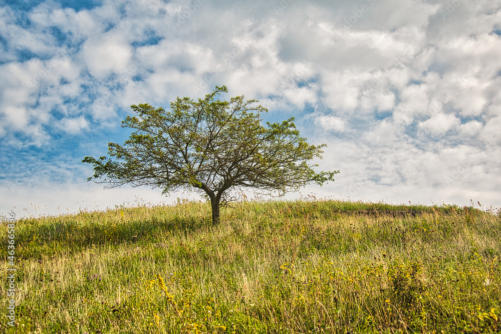 Heidewiese mit Baum bei herrlichen Wolkenhimmel Heidewiese mit Baum bei herrlichen Wolkenhimmel