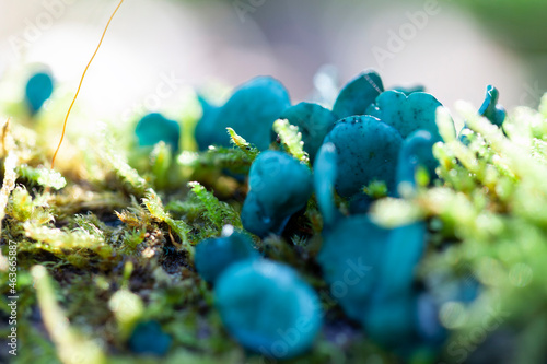 Mushroom Chlorociboria aeruginascens in close view photo
