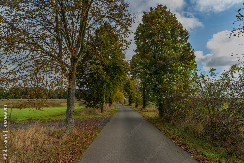 Rural path with trees and blue sky with white clouds in autumn day