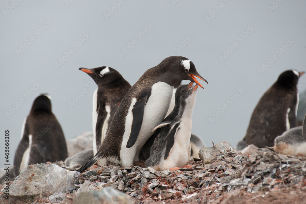 Fototapeta premium Gentoo Penguins on the nest in Antarctic