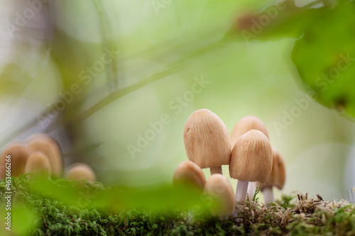 Mushroom Coprinus in close view