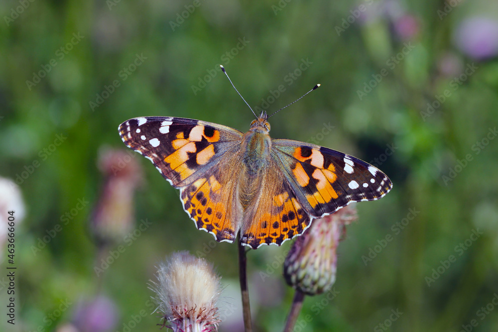 Painted lady (Vanessa cardui). It is migrating butterfly species whose larvae can damage many types of crops. Painted lady (Vanessa cardui). It is migrating butterfly species whose larvae can damage many types of crops.