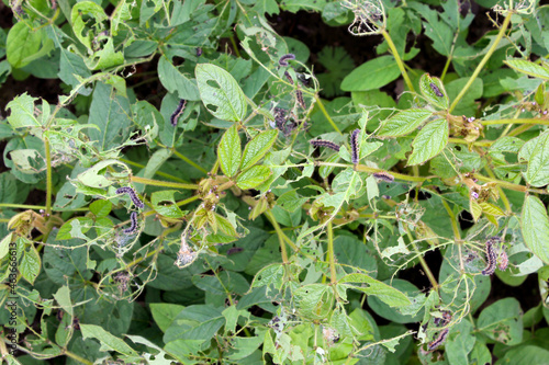 Soybean plants damaged by caterpillars of painted lady  Vanessa cardui . It is migrating butterfly species whose larvae can damage many types of crops.