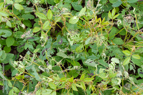 Soybean plants damaged by caterpillars of painted lady (Vanessa cardui). It is migrating butterfly species whose larvae can damage many types of crops.