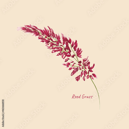 Vector stock illustration of pampas grass. Set of panicle wild reeds. Nature 