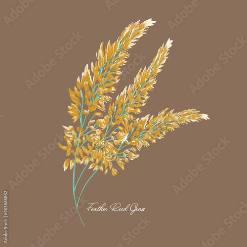 Vector stock illustration of pampas grass. Set of panicle wild reeds. Nature 