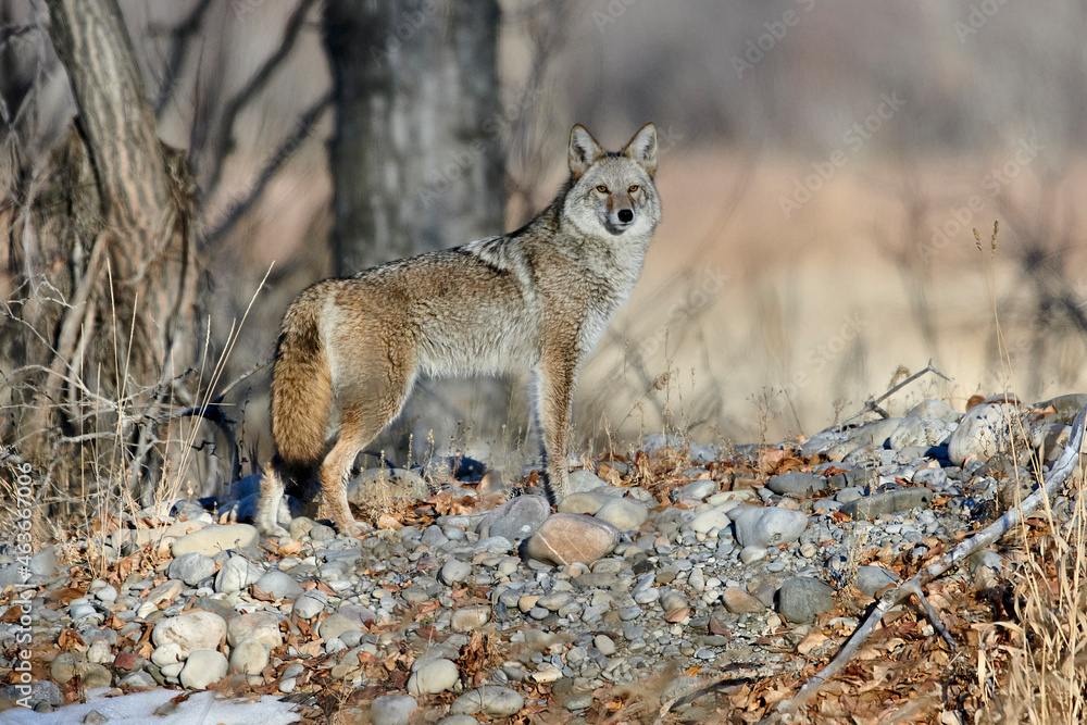 Fototapeta premium Coyote (Canis latrans), Calgary, Alberta, Canada