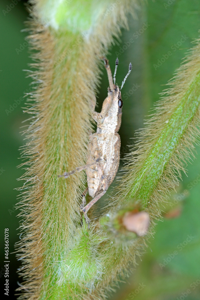 Sitona griseus is a species of weevil Curculionidae, pest of lupines and other Fabaceae. Beetle on soybean plant. Sitona griseus is a species of weevil Curculionidae, pest of lupines and other Fabaceae. Beetle on soybean plant.