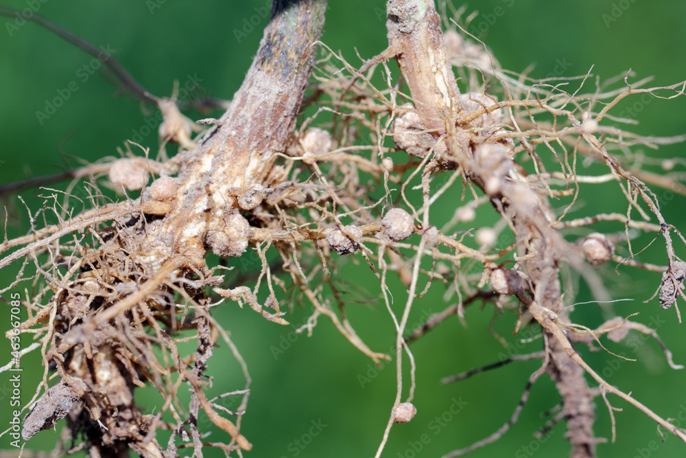 Nodules of soybean roots. Atmospheric nitrogen-fixing bacteria live inside