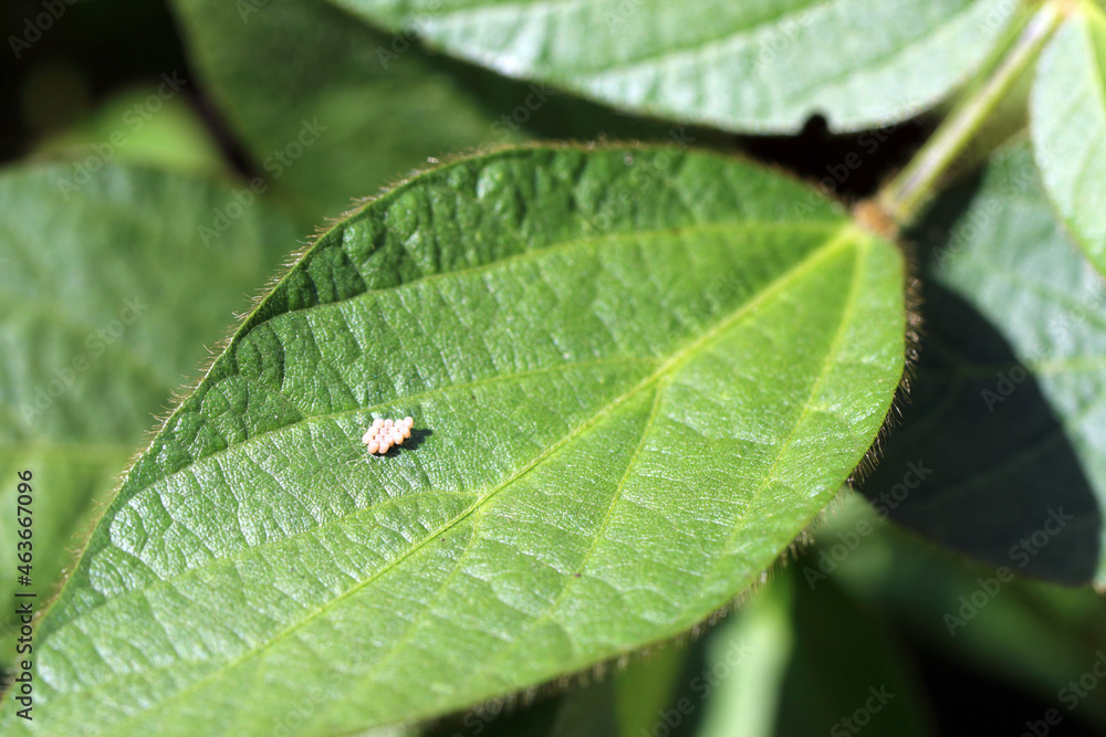Eggs of shield bug in the family Pentatomidae on a soybean leaf. Eggs of shield bug in the family Pentatomidae on a soybean leaf.