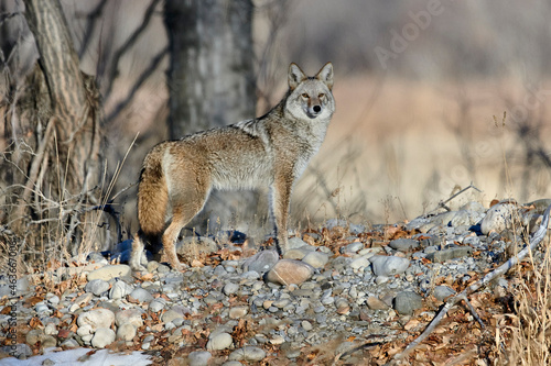Fototapet Coyote (Canis latrans), Calgary, Alberta, Canada