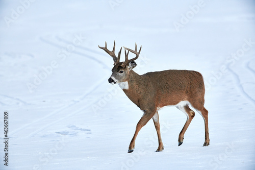 White-tailed deer (Odocoileus virginianus) stag crosses a frozen lake, Calgary, Alberta, Canada