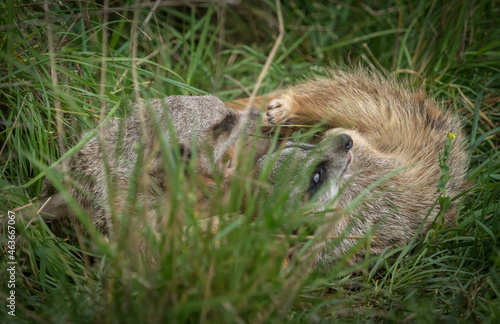 Wallpaper Mural Cute meerkats closeup that are playing in front of the camera, copy space Torontodigital.ca