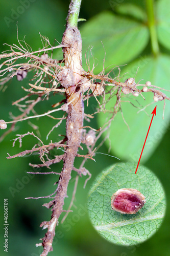 Nodules of soybean. Atmospheric nitrogen-fixing bacteria live inside.  One nodule cut and visible inside.