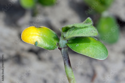 aphid on a young soybean plant. yellowed cotyledon