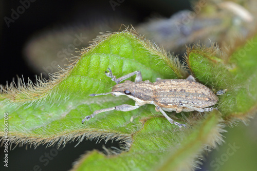 Sitona griseus is a species of weevil Curculionidae, pest of lupines and other Fabaceae. Beetle on soybean plant. 