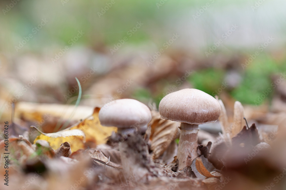 Mushroom Hypholoma in close view growing on decaying wood Mushroom Hypholoma in close view growing on decaying wood
