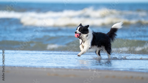 Border collie dog running in the blue water and enjoying the sun at the sand beach. Dog having fun at sea in summer.	
