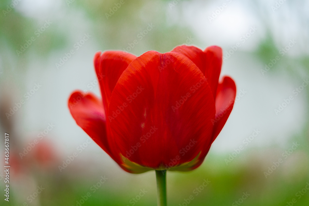 a red tulip shot in close-up against a background of green leaves shot in the village in the summer outdoors a red tulip shot in close-up against a background of green leaves shot in the village in the summer outdoors
