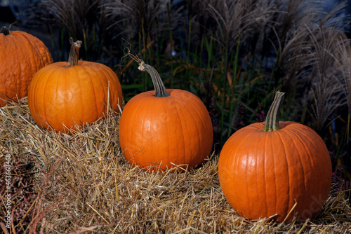 Row of ripe orange pumpkins on hay bale in sunlight. Harvest festival. Autumn decoration. Halloween and thanksgiving holiday concept.