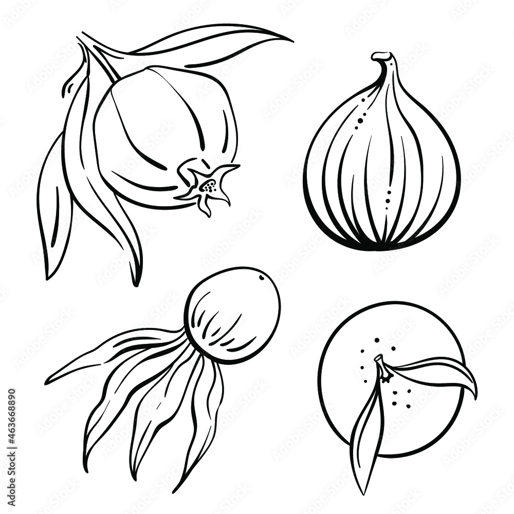Set of autumn fruits and berries: pomegranate, physalis, fig, mandarin. Black line sketch collection isolated on white background. Doodle hand drawn fruits. Vector illustration
