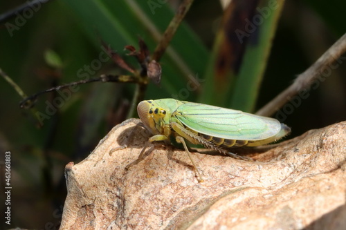 cicadelle verte Cicadella viridis sur une feuille morte