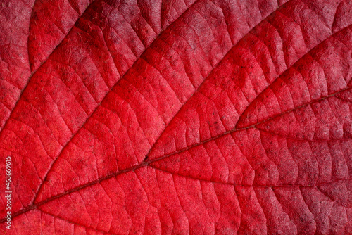 Red autumn leaf.