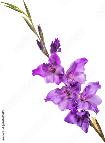 violet gladiolus five blooms flower isolated on black