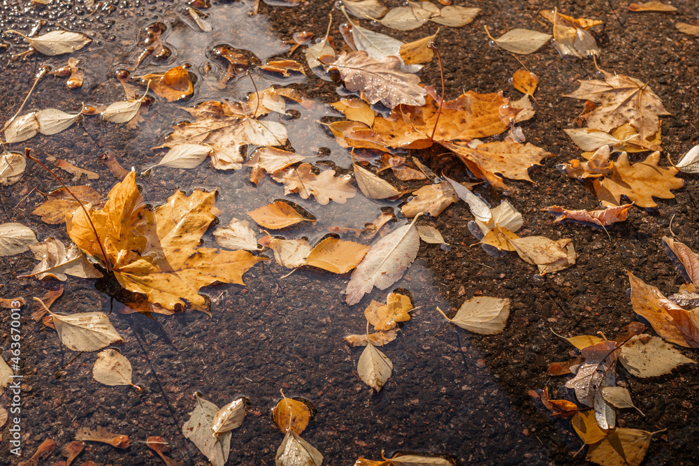 rainy autumn weather, puddle with fallen leaves on the road on a sunny day, yellow leaves on a wet road after rain