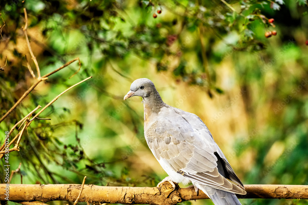 Junge Wildtaube versucht an Wasserstelle Durst zu stillen