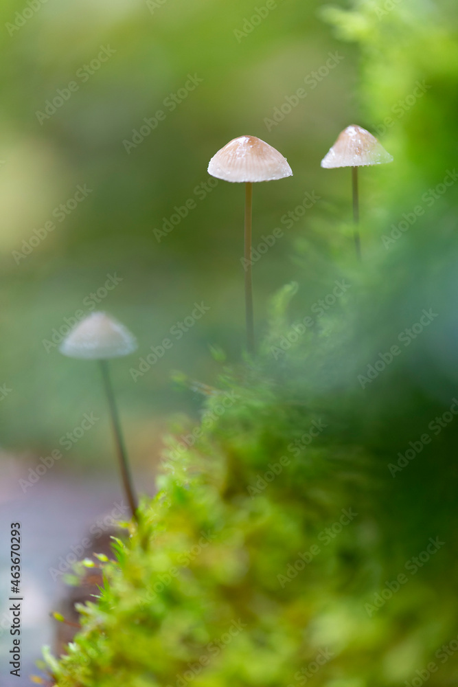 Mycena growing on a fallen oak branch or on the soil Mycena growing on a fallen oak branch or on the soil